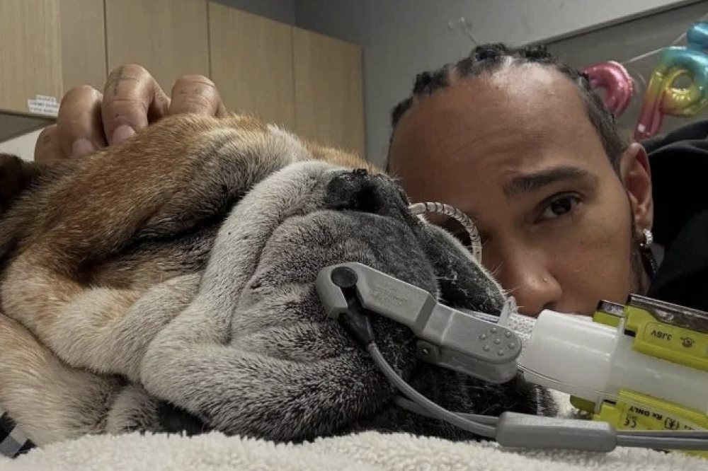 Lewis Hamilton en larmes : son inséparable Roscoe est entre la vie et la mort